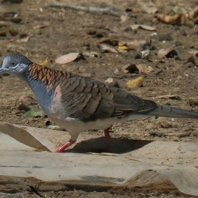 Ocyphaps lophotes at Gibberagee, NSW - 24 Sep 2015 by AaronClausen