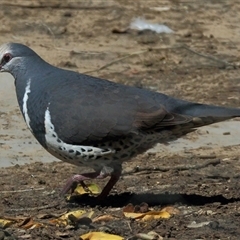 Leucosarcia melanoleuca (Wonga Pigeon) at Gibberagee, NSW - 24 Sep 2015 by Bungybird