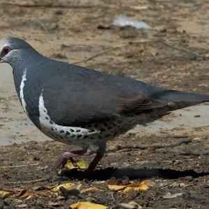 Leucosarcia melanoleuca at Gibberagee, NSW - 24 Sep 2015