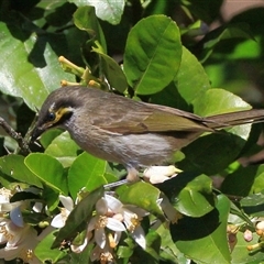 Caligavis chrysops (Yellow-faced Honeyeater) at Gibberagee, NSW - 24 Sep 2015 by Bungybird