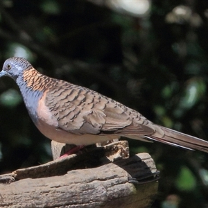 Geopelia humeralis at Gibberagee, NSW - 24 Sep 2015 09:35 PM