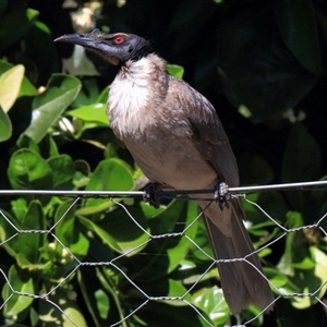 Philemon corniculatus at Gibberagee, NSW - 24 Sep 2015