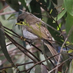 Caligavis chrysops at Gibberagee, NSW - 24 Sep 2015 by AaronClausen