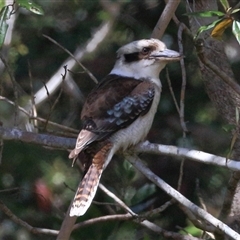 Dacelo novaeguineae at Gibberagee, NSW - 24 Sep 2015 by AaronClausen