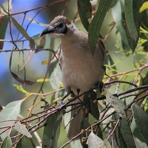 Philemon citreogularis at Gibberagee, NSW - 24 Sep 2015