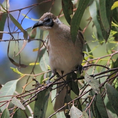 Philemon corniculatus at Gibberagee, NSW - 24 Sep 2015 by AaronClausen