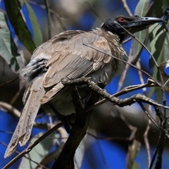 Philemon corniculatus at Gibberagee, NSW - 24 Sep 2015 by AaronClausen