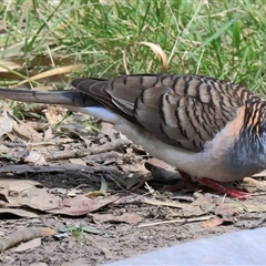 Geopelia humeralis (Bar-shouldered Dove) at Gibberagee, NSW - 25 Sep 2015 by Bungybird