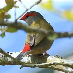 Neochmia temporalis (Red-browed Finch) at Gibberagee, NSW - 24 Sep 2015 by Bungybird