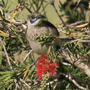 Philemon citreogularis at Gibberagee, NSW - 25 Sep 2015