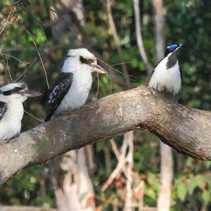 Dacelo novaeguineae at Gibberagee, NSW - 25 Sep 2015