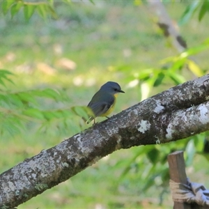 Eopsaltria australis at Gibberagee, NSW - 25 Sep 2015