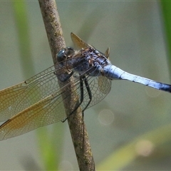 Orthetrum caledonicum (Blue Skimmer) at Gibberagee, NSW - 13 Feb 2015 by Bungybird