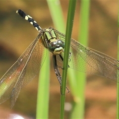 Orthetrum sabina (Slender Skimmer) at Gibberagee, NSW - 13 Feb 2015 by Bungybird