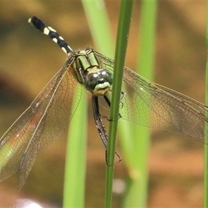 Orthetrum sabina at Gibberagee, NSW - 13 Feb 2015 12:31 AM