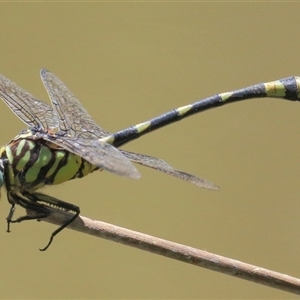 Ictinogomphus australis at Gibberagee, NSW - 13 Feb 2015 12:34 AM