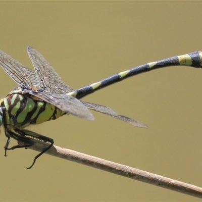 Ictinogomphus australis at Gibberagee, NSW - 12 Feb 2015 by AaronClausen