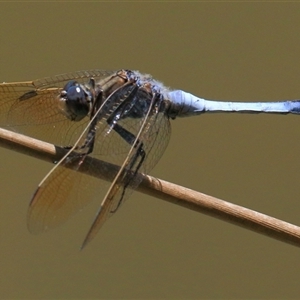 Orthetrum caledonicum at Gibberagee, NSW - 13 Feb 2015 12:34 AM