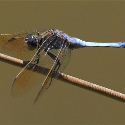 Orthetrum caledonicum at Gibberagee, NSW - 12 Feb 2015 by AaronClausen