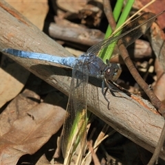 Orthetrum caledonicum at Gibberagee, NSW - 12 Feb 2015 by AaronClausen