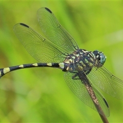 Ictinogomphus australis at Gibberagee, NSW - 12 Feb 2015 by AaronClausen