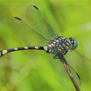 Ictinogomphus australis at Gibberagee, NSW - 13 Feb 2015