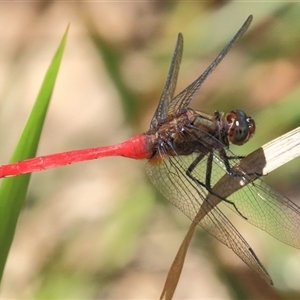 Orthetrum villosovittatum at Gibberagee, NSW - 13 Feb 2015 12:42 AM