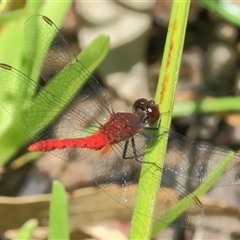 Nannodiplax rubra at Gibberagee, NSW - 12 Feb 2015 by AaronClausen