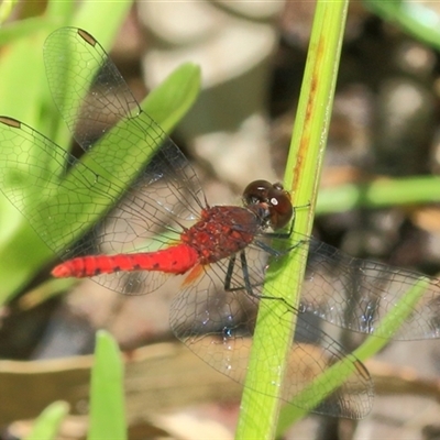 Nannodiplax rubra at Gibberagee, NSW - 12 Feb 2015 by AaronClausen