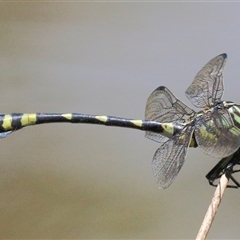 Ictinogomphus australis at Gibberagee, NSW - 12 Feb 2015 by AaronClausen