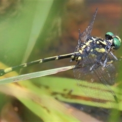 Austroepigomphus praeruptus (Twin-spot Hunter) at Gibberagee, NSW by Bungybird