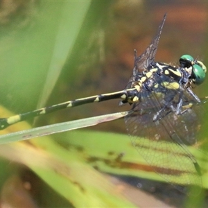 Austroepigomphus praeruptus at suppressed - suppressed