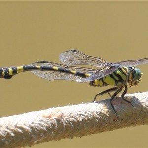 Ictinogomphus australis at Gibberagee, NSW - 13 Feb 2015 12:50 AM