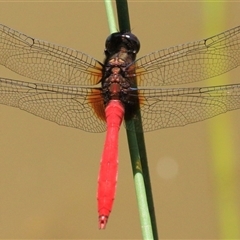 Orthetrum villosovittatum (Fiery Skimmer) at Gibberagee, NSW - 13 Feb 2015 by Bungybird