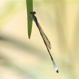 Rhadinosticta simplex at Gibberagee, NSW - 13 Feb 2015 12:54 AM