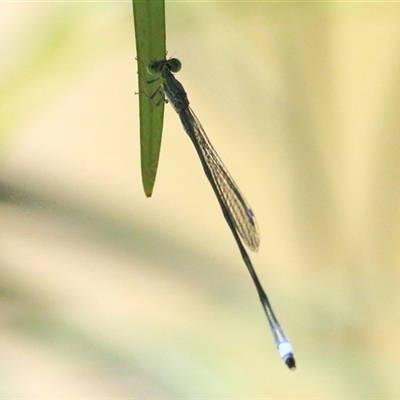 Rhadinosticta simplex at Gibberagee, NSW - 12 Feb 2015 by AaronClausen