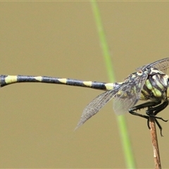 Ictinogomphus australis at Gibberagee, NSW - 12 Feb 2015 by AaronClausen