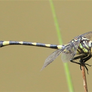 Ictinogomphus australis at Gibberagee, NSW - 13 Feb 2015