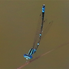 Austroagrion watsoni (Eastern Billabongfly) at Gibberagee, NSW - 13 Feb 2015 by Bungybird