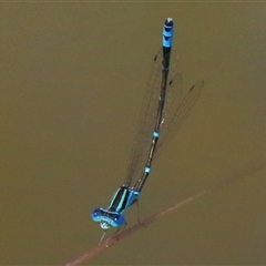 Austroagrion watsoni (Eastern Billabongfly) at Gibberagee, NSW - 13 Feb 2015 by Bungybird