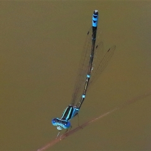 Austroagrion watsoni at Gibberagee, NSW - 13 Feb 2015