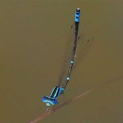 Austroagrion watsoni (Eastern Billabongfly) at Gibberagee, NSW - 13 Feb 2015 by Bungybird