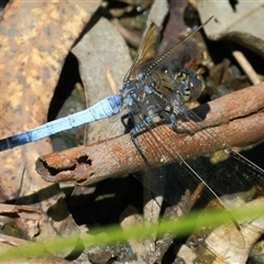 Orthetrum caledonicum (Blue Skimmer) at Gibberagee, NSW - 13 Feb 2015 by Bungybird