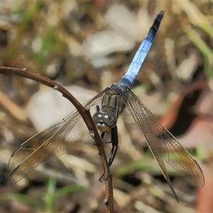 Orthetrum caledonicum at Gibberagee, NSW - 13 Feb 2015