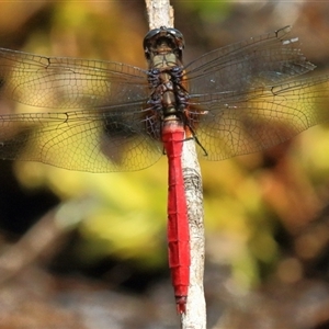 Orthetrum villosovittatum at Gibberagee, NSW - 13 Feb 2015