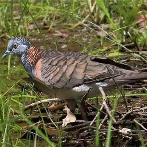 Geopelia humeralis at Gibberagee, NSW - 13 Feb 2015 01:32 AM