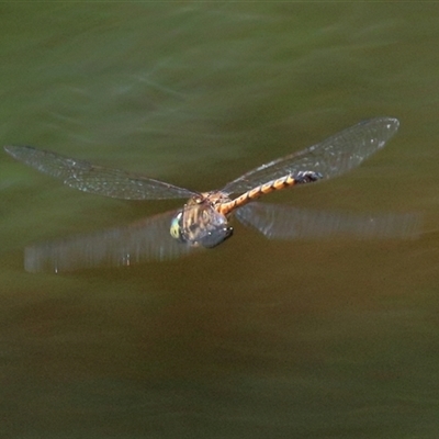 Hemicordulia australiae (Australian Emerald) at Gibberagee, NSW - 13 Feb 2015 by Bungybird