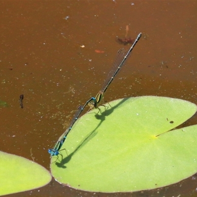 Austroagrion watsoni (Eastern Billabongfly) at Gibberagee, NSW - 13 Feb 2015 by Bungybird