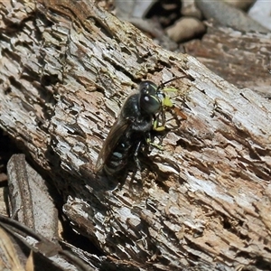 Bembix sp. (genus) at Gibberagee, NSW - 13 Feb 2015 01:47 AM