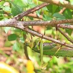 Ephippitytha trigintiduoguttata (Mottled Katydid) at Gibberagee, NSW - 23 Mar 2009 by Bungybird